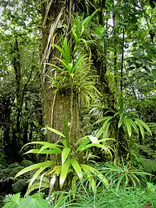 Epiphytes (bromeliads, climbing palms) in the rainforest of Dominica.
